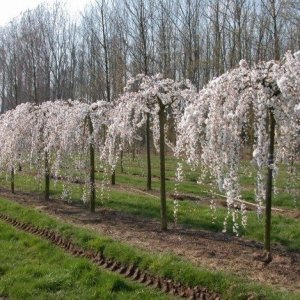 Prunus serrulata (Čerešňa okrasná) ´SNOW FOUNTAIN´, kont. C15L, výška: 120-150 cm (-30°C)